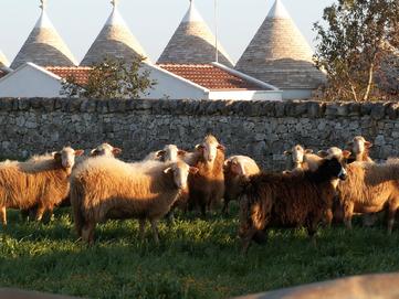 La Puglia - Una scena familiare. Le pecore guardano attentamente. Dietro, si vedono i trulli. La foto scattato vicino a Brindisi. Rat Pack Jazz
